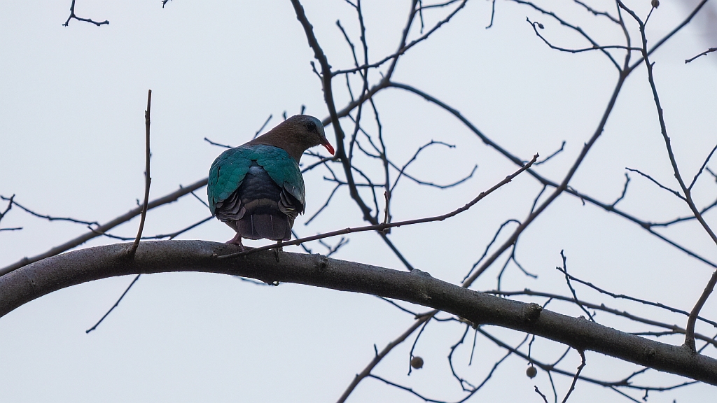 Emerald Dove